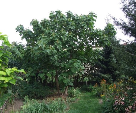 Paulownia puszysta.jpg