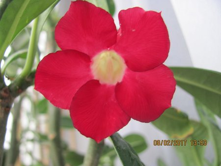 Kwiaty adenium 001.JPG