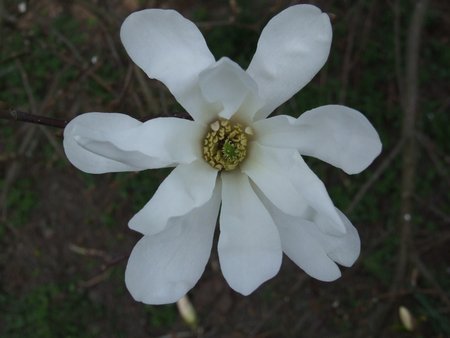 magnolia gwieżdzista odm Royal Star solo.jpg