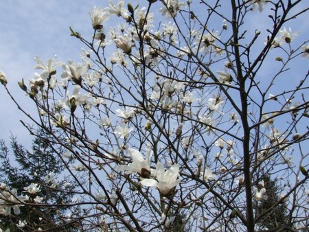 magnolia gwieździsta odm Royal Star.jpg