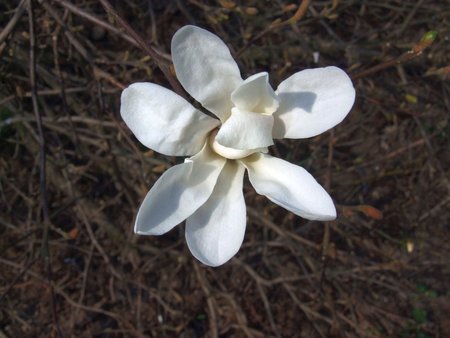 magnolia gwiażdzista odm Royal Star 12.04 .16.jpg