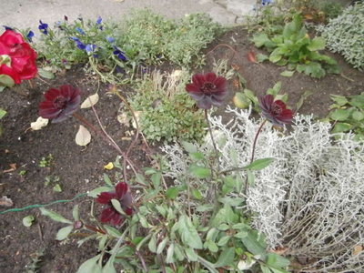 kwiaty 2012 739.jpg