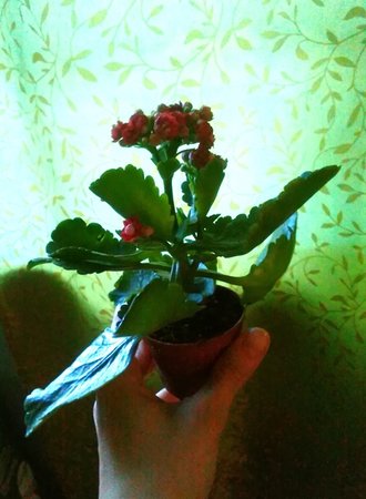 kalanchoe.jpg