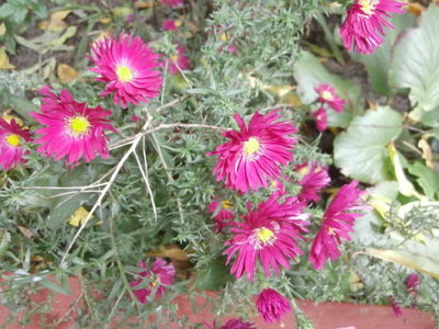 kwiaty 2012 714.jpg