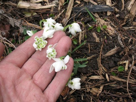 sniezyca przebisnieg Flora plena.jpg