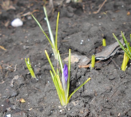 azKrokus Whitewell Purple 2017-03-12 5829.JPG