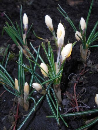 azKrokus Romance 2017-03-16 5876.JPG