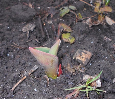 azTulipan Banja Luka 2017-03-16 5839.JPG