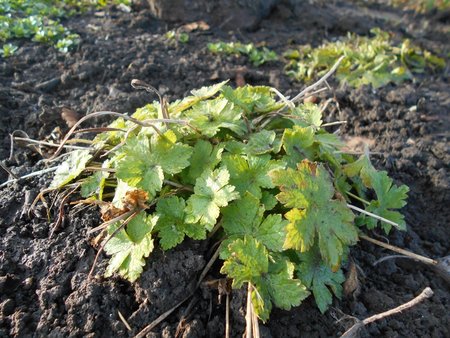 azGeranium phaeum 2017-03-16 5857.JPG