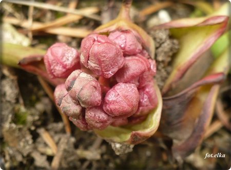 bergenia.JPG