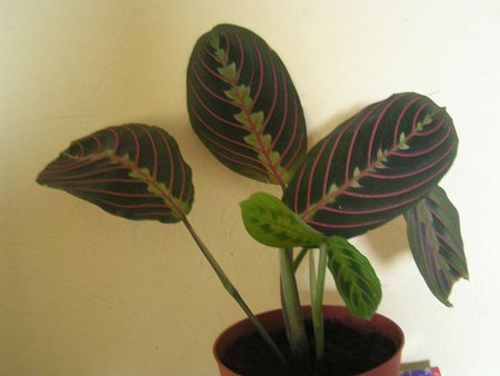 maranta niska.jpeg