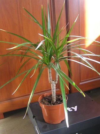 dracena zielona.jpeg