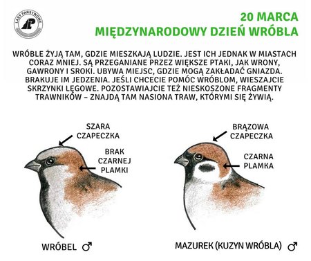 Międzynarodowy Dzień Wróbla 20 marca.jpg