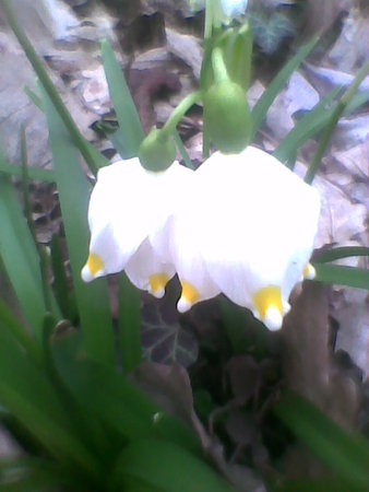 Śnieżyca wiosenna (Leucojum vernum) – gatunek rośliny należący do rodziny amarylkowatych. Nazwa leucojum pochodzi od greckich słów to leucon ich – biały fiołek..jpg