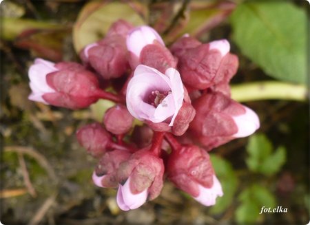 bergenia2.JPG