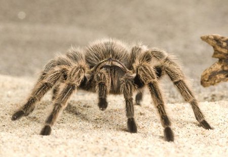 tarantula.jak-zmniejszyc-fotke_pl.jpeg