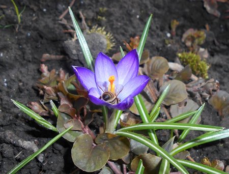 azKrokus Ruby Giant 2017-03-25 6312.JPG