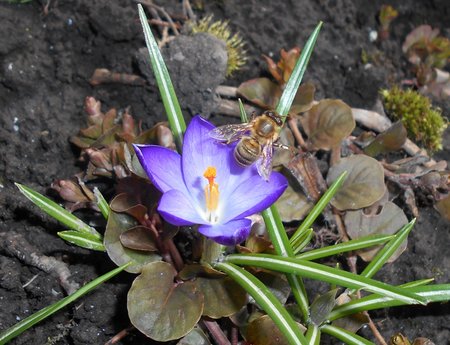 azKrokus Ruby Giant 2017-03-25 6313.JPG