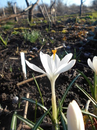 azKrokus bialy 2017-03-27 6410.JPG