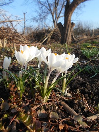 azKrokus bialy 2017-03-28 6505.JPG