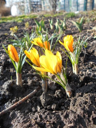 azKrokus Golden Yellow 2017-03-28 6428.JPG