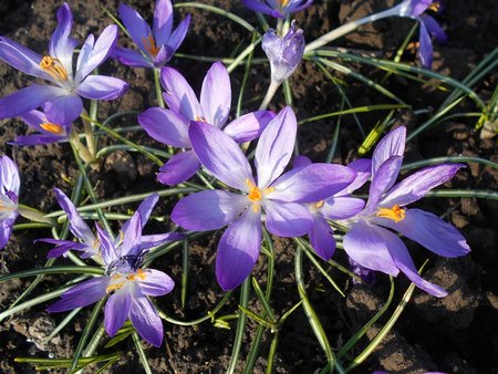 azKrokus Whitewell Purple 2017-03-28 6459.JPG