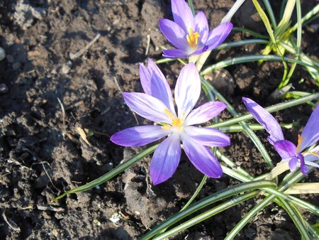 azKrokus Whitewell Purple 2017-03-28 6460.JPG