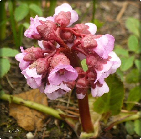 bergenia.JPG