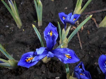 azIris reticulata Harmony 2017-04-01 6548.JPG