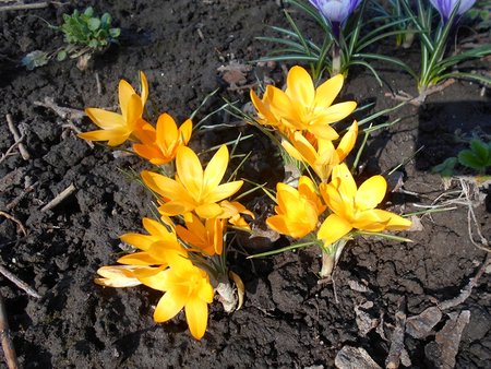 azKrokus Golden Yellow 2017-04-01 6530.JPG