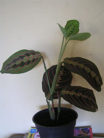 maranta wysoka.jpeg