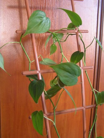 philodendron pnacyl.jpeg