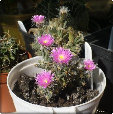 trichodiadema-densum.JPG