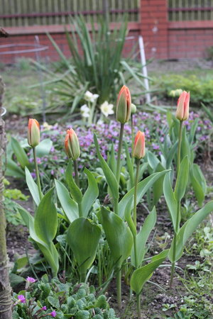 tulipany 1.jpg