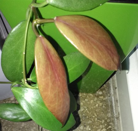 Hoya_flavida.jpg