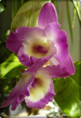 dendrobium.JPG