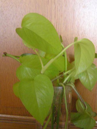 sadz. epipremnum aureum  lemon-neon.jpeg