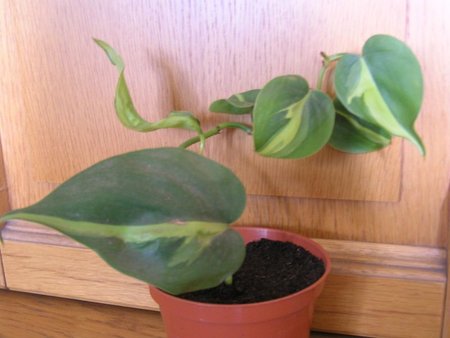 philodendron brazil ukorzeniony.jpeg