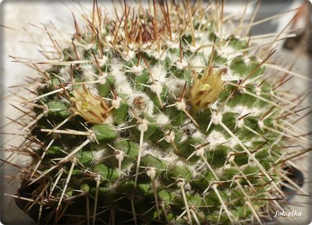 Mammillaria karwinskiana.JPG