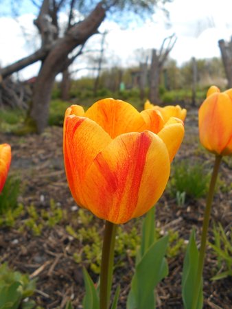 azTulipan Beauty of Apeldoorn 2017-05-01 9225.JPG