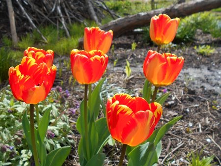 azTulipan Banja Luka 2017-05-01 9201.JPG