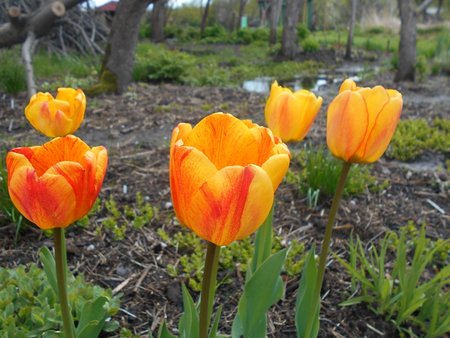 azTulipan Beauty of Apeldoorn 2017-05-01 9224.JPG