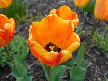 azTulipan Beauty of Apeldoorn 2017-05-01 9227.JPG