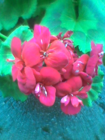 Pelargonia kwiat.jpg