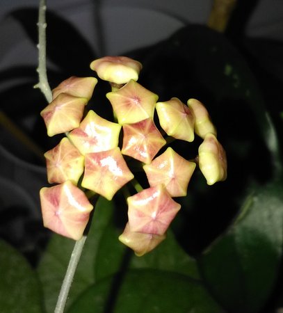 Hoya_sheperdii.jpg