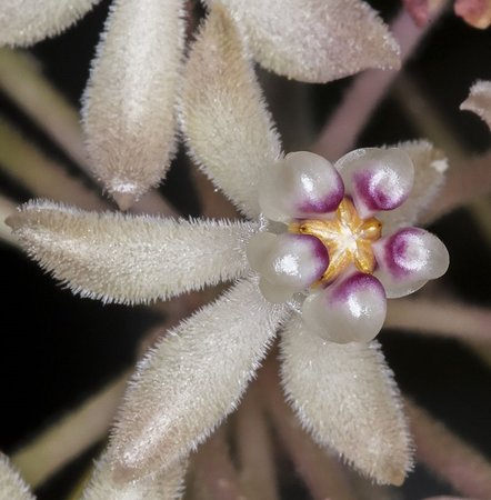 hoya_curtisii_2014.11.08_b.jpg