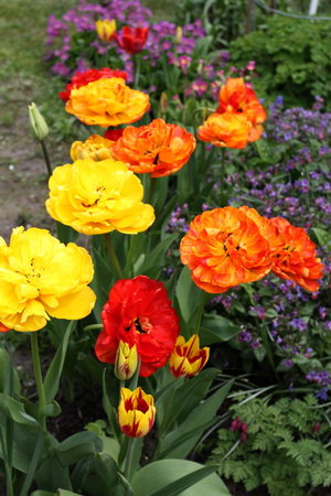 tulipany 18.jpg
