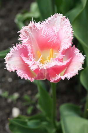 tulipan 15.jpg