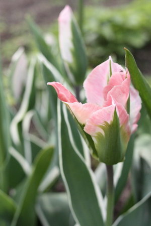 tulipan 11.jpg