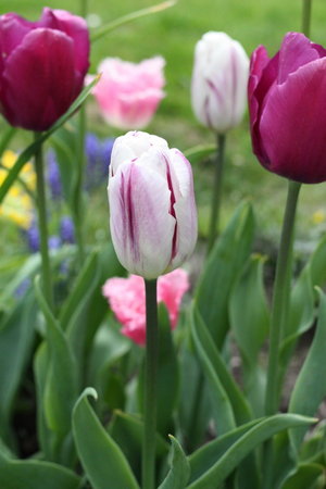 tulipany 10.jpg